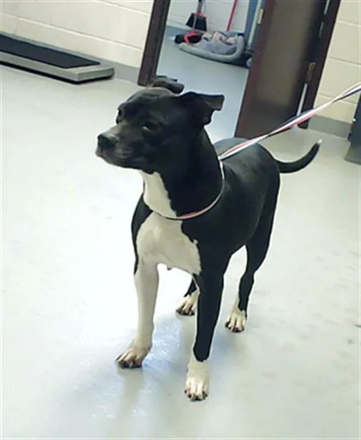 An adult medium-sized female Pit Bull Terrier dog named Taquito for adoption in Fayetteville, NC