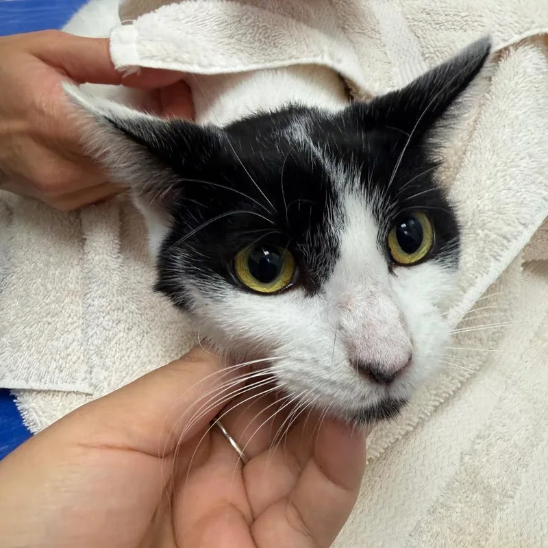 A young medium-sized female White Domestic Short Hair cat named Yuki for adoption in Oshkosh, WI
