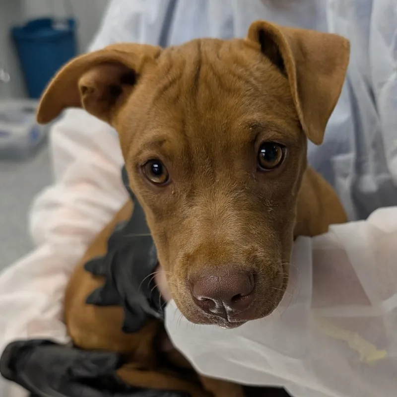 A baby small-sized female Brown / Chocolate Mixed Breed dog named Lilac for adoption in Greenville, SC