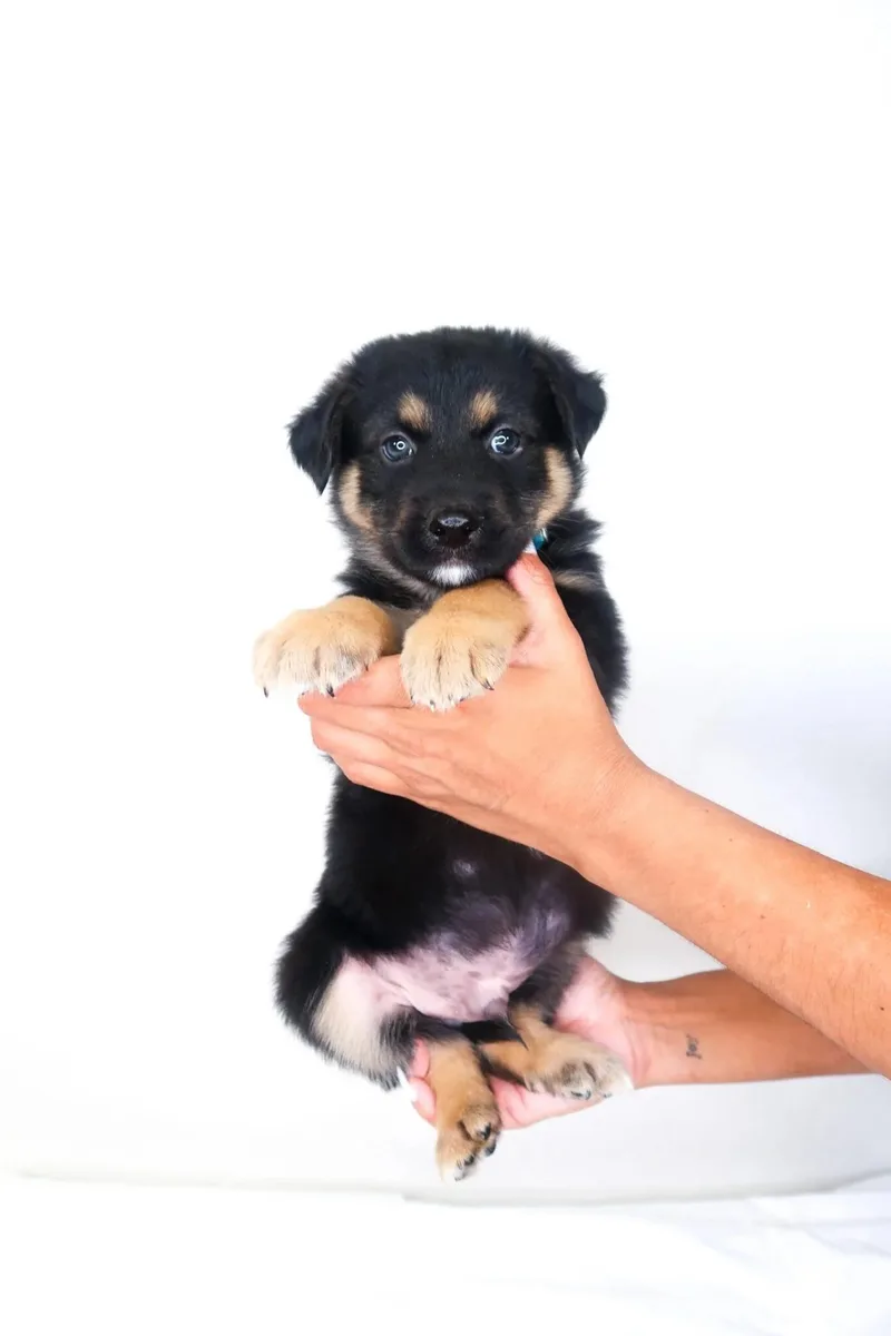 A baby medium-sized male Tricolor (Brown, Black, & White) Shepherd dog named Kerchak for adoption in Bixby, OK