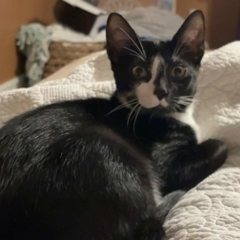 A young large-sized male Black & White / Tuxedo Domestic Short Hair cat named Ozzy for adoption in Lucedale, MS
