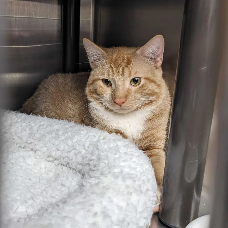 A young small-sized male Orange / Red Domestic Short Hair cat named Mufasa for adoption in Falls Church, VA
