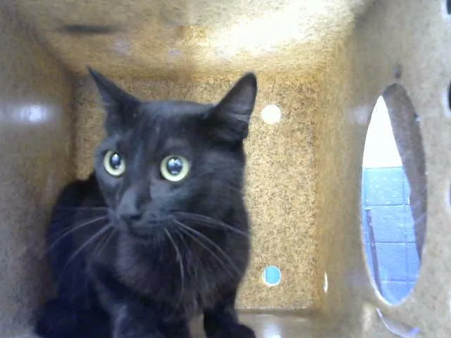 A young medium-sized female Domestic Short Hair cat named Jelloo for adoption in Albuquerque, NM