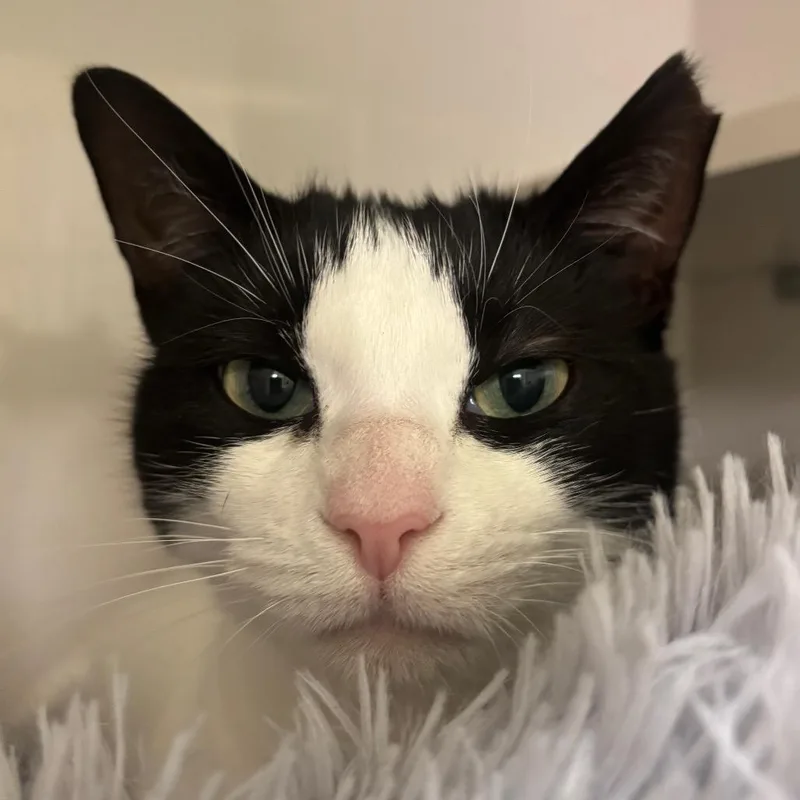 An adult large-sized female White Domestic Short Hair cat named Vaquita for adoption in Redwood City, CA