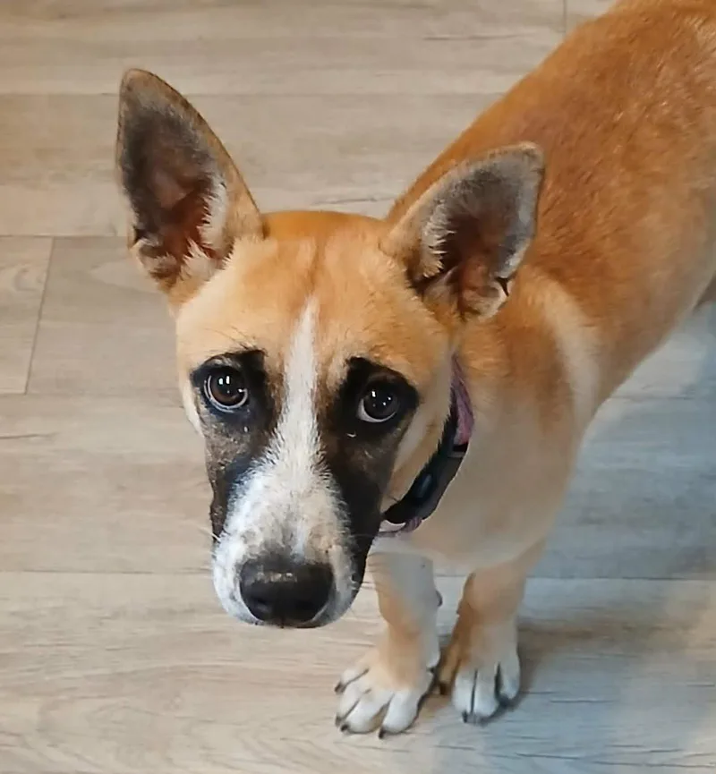 Daisy Mae