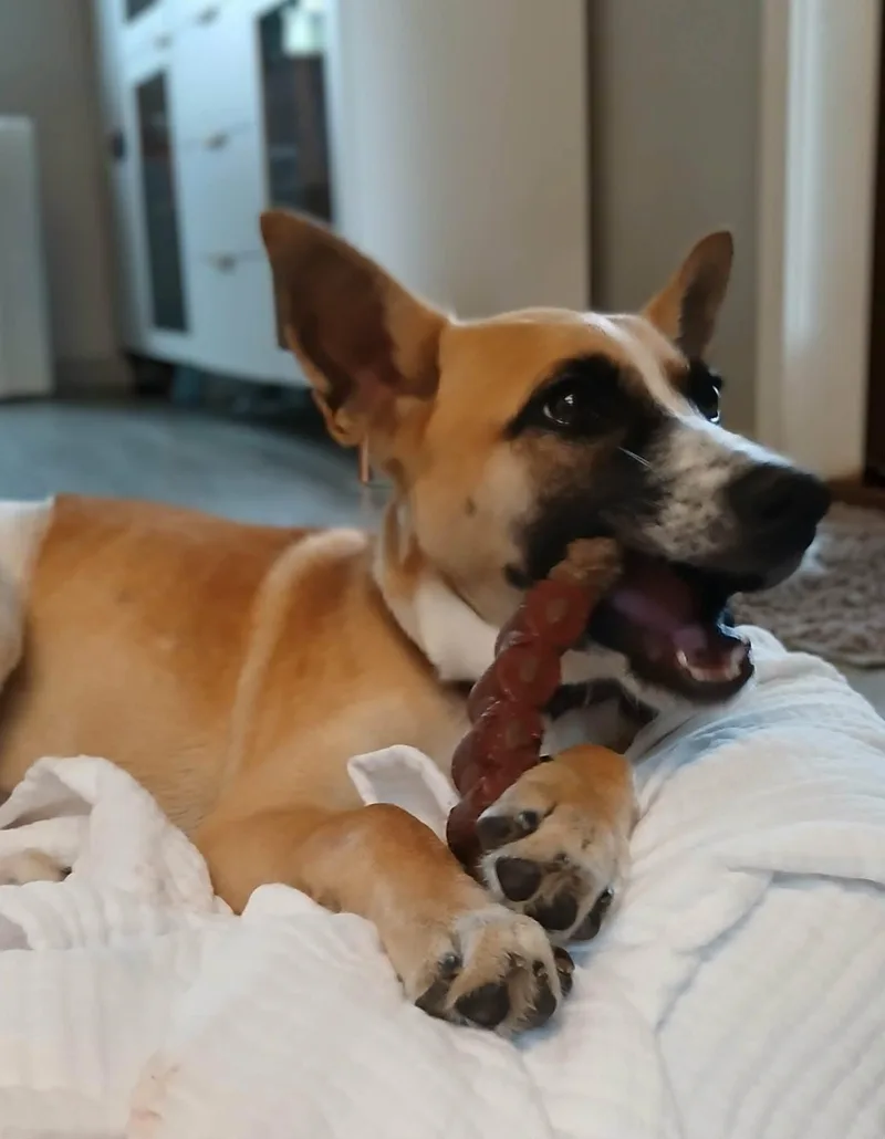 Daisy Mae thumbnail 4