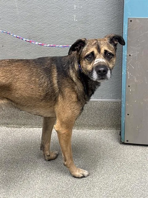 A young large-sized male German Shepherd Dog dog named Ruliba for adoption in Las Vegas, NV