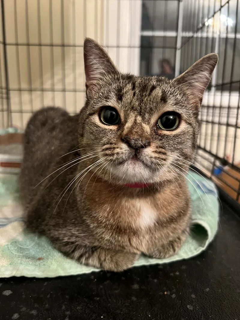 An adult medium-sized female Tabby (Buff / Tan / Fawn) American Shorthair cat named Kiwi for adoption in Gaithersburg, MD