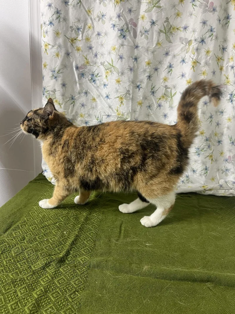 An adult medium-sized female Calico Domestic Short Hair cat named Tiana for adoption in Upper Sandusky, OH