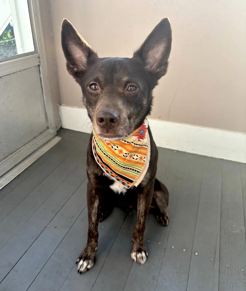An adult medium-sized male Australian Cattle Dog / Blue Heeler dog named Beno for adoption in Worcester, MA