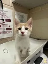 A young medium-sized male Buff & White Domestic Short Hair cat named Beta for adoption in Manitowoc, WI