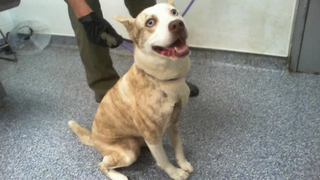 A young medium-sized female Siberian Husky dog named A for adoption in Charlotte, NC