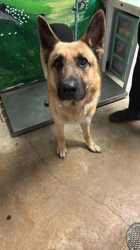 A young large-sized male German Shepherd Dog dog named Dk for adoption in New Braunfels, TX