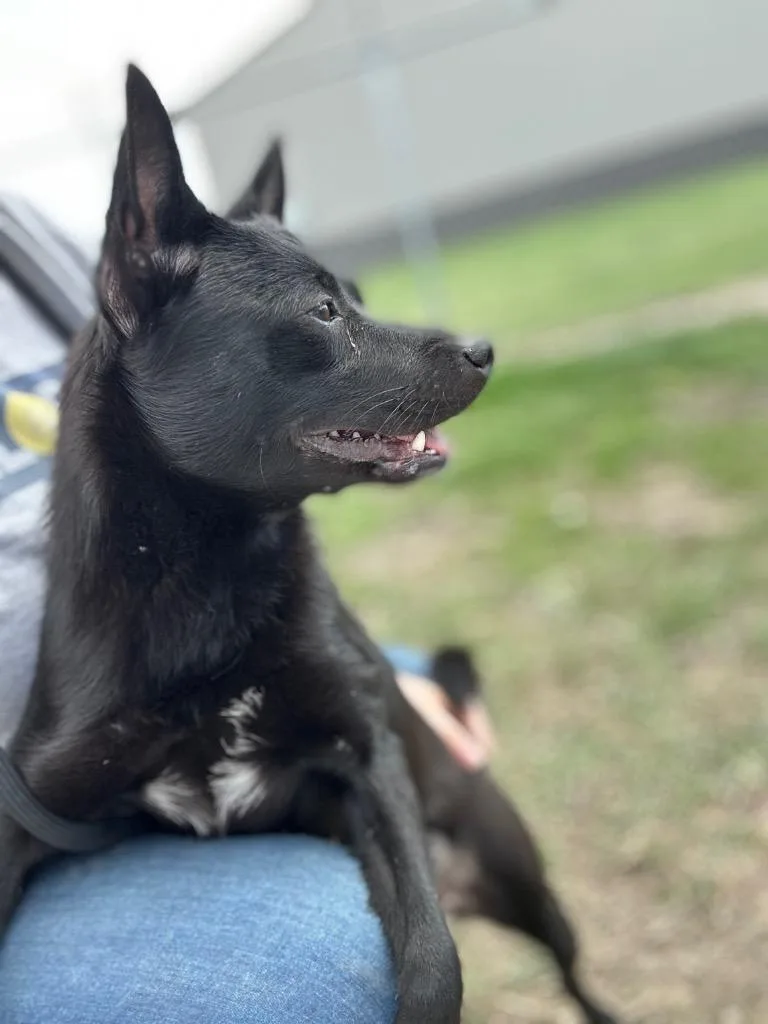 An adult small-sized female Black Terrier dog named Twister for adoption in Clinton, IL