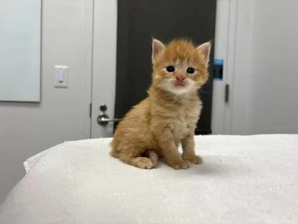 Tater Tot