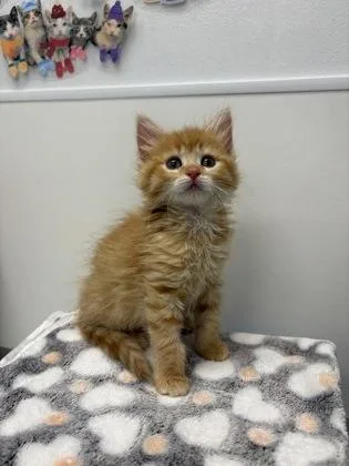 Tater Tot thumbnail 2