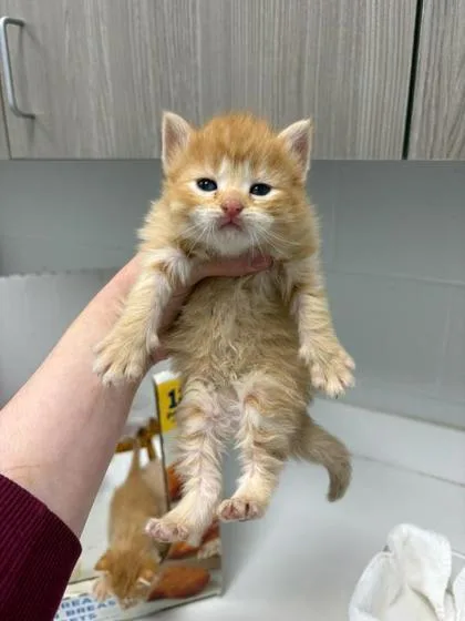 Tater Tot thumbnail 3