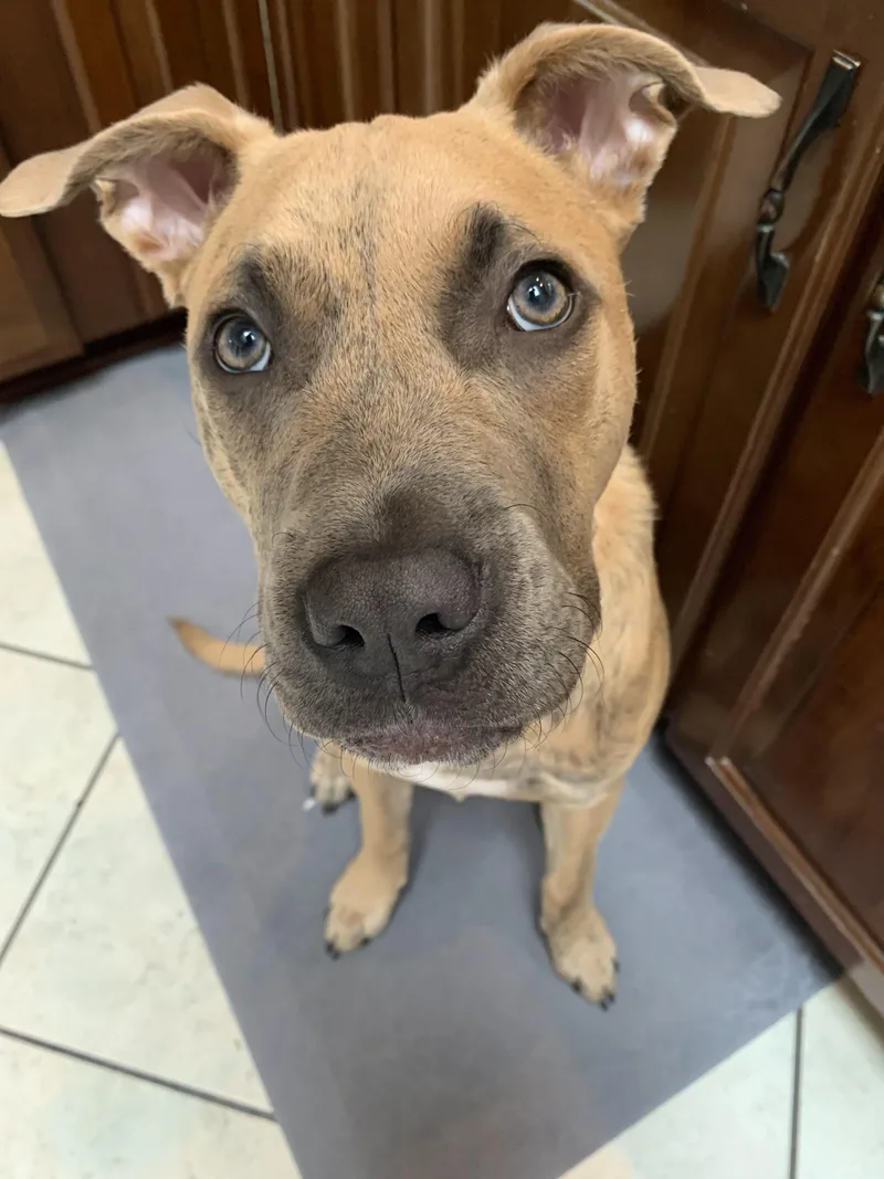 An adult large-sized female Yellow / Tan / Blond / Fawn American Staffordshire Terrier dog named Freyja for adoption in Silvana, WA