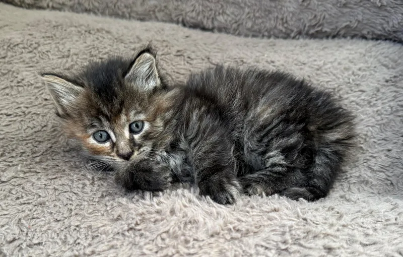 A baby small-sized female Domestic Long Hair cat named Lainey for adoption in Bethel Park, PA