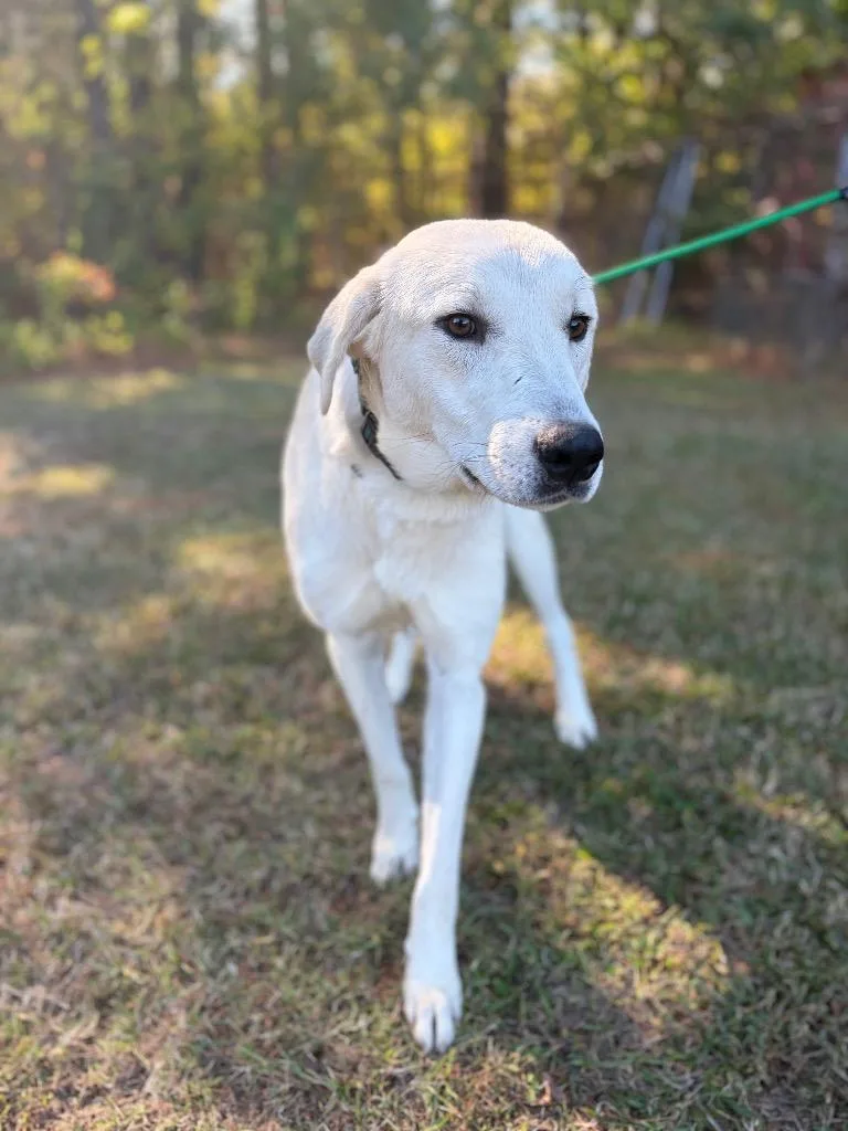 An adult large-sized female Yellow Labrador Retriever dog named Coraline for adoption in Winnsboro, SC