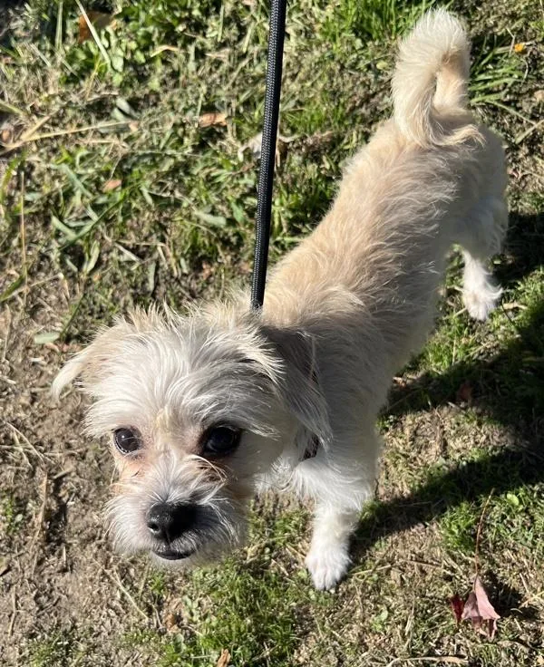 An adult small-sized female Terrier dog named Suzie for adoption in Salem, OR