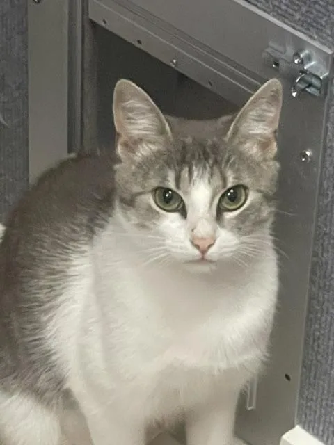 An adult medium-sized female Gray & White Domestic Short Hair cat named Sophie for adoption in Gainesville, GA