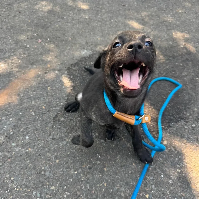 A baby small-sized female Black Pit Bull Terrier dog named Evie for adoption in Newberg, OR