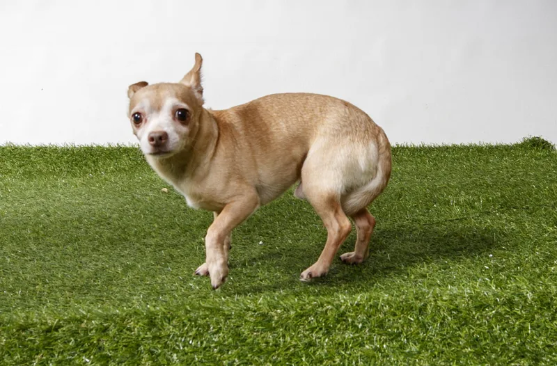 An adult small-sized male Chihuahua dog named Prince for adoption in Harvey , LA