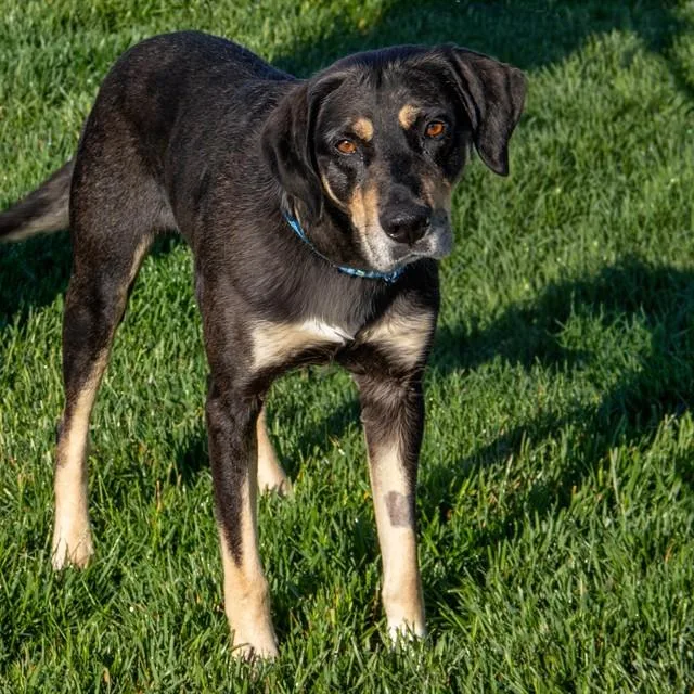 Archie