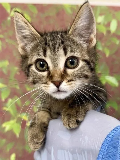 A young small-sized female Domestic Short Hair cat named Kiwi for adoption in San Antonio, TX