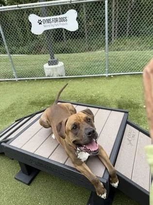 An adult large-sized male Black Mouth Cur dog named Jaxon James for adoption in Fishers, IN