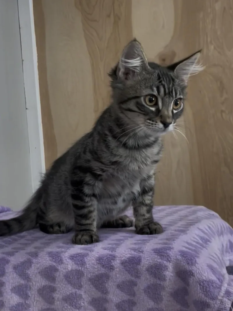 A baby medium-sized male Tabby (Gray / Blue / Silver) Domestic Medium Hair cat named Pepper for adoption in Petaluma, CA