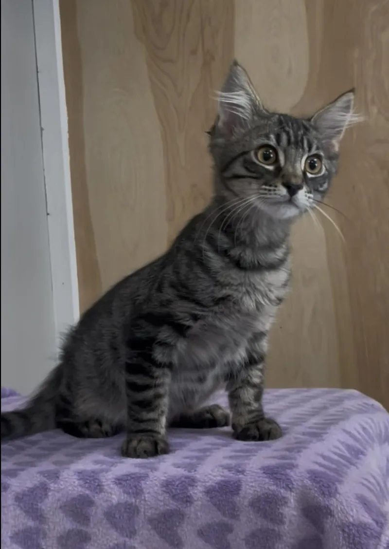 Pepper thumbnail 2