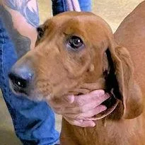A young large-sized female Redbone Coonhound dog named Autumn for adoption in Leawood, KS