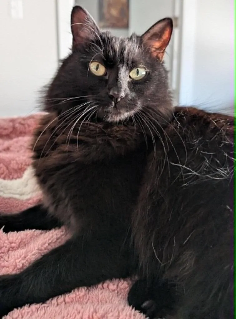 A young medium-sized female Domestic Long Hair cat named Athena for adoption in Ogden, UT