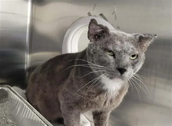An adult large-sized male Domestic Short Hair cat named Gibbs for adoption in Naples, FL