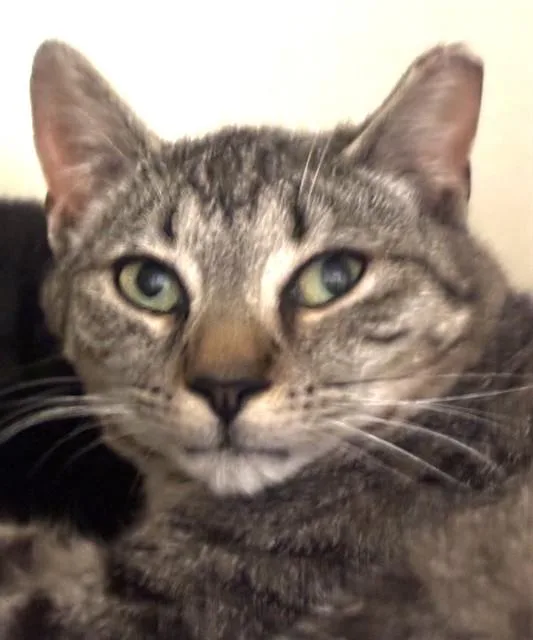 A young medium-sized male Domestic Short Hair cat named Quail for adoption in Dedham, MA