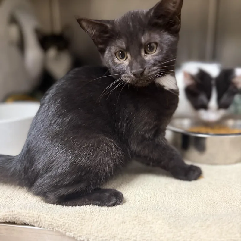 A baby small-sized female Black Domestic Short Hair cat named Spider for adoption in Caryville, TN