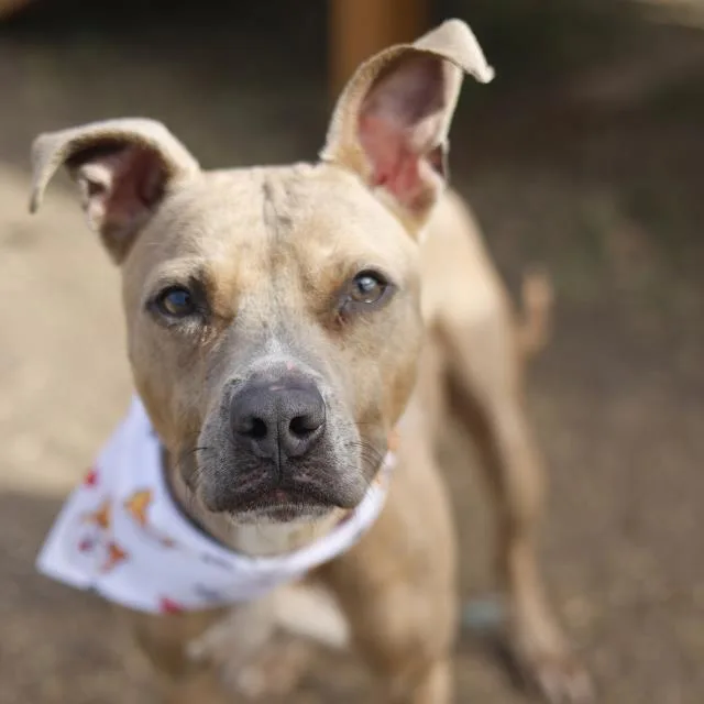 An adult small-sized male American Staffordshire Terrier dog named Chester for adoption in San Antonio, TX