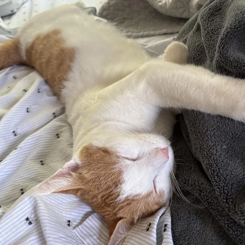 A young medium-sized male Orange / Red American Shorthair cat named Noor C for adoption in Minnetonka, MN