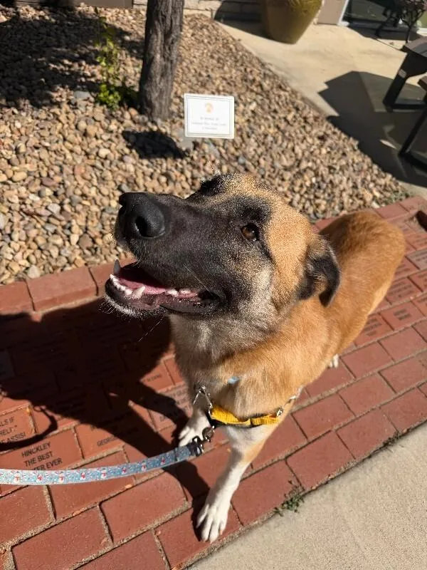 A young medium-sized male Anatolian Shepherd dog named Cookie Dough for adoption in Fort Collins, CO