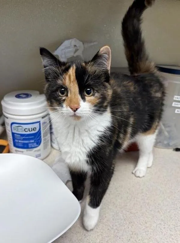 A young small-sized female Domestic Short Hair cat named Hocus for adoption in Great Falls, MT