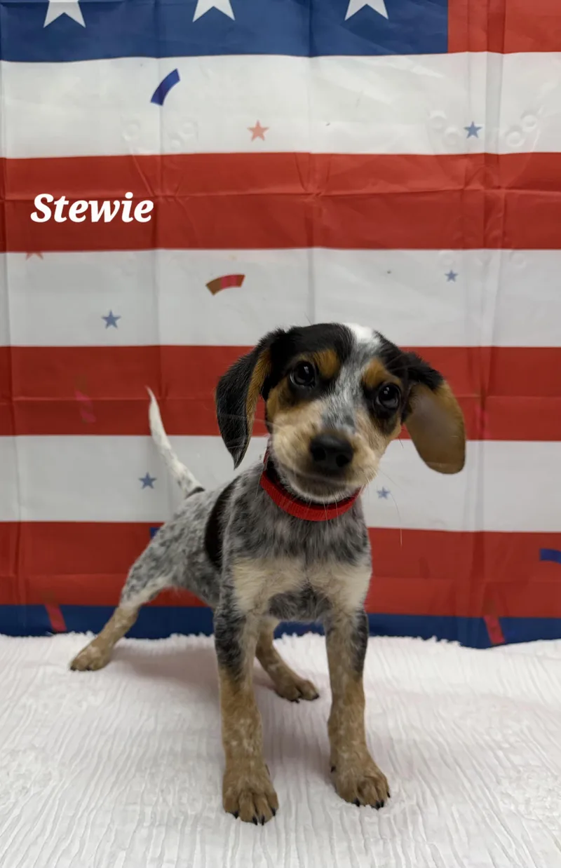 A baby small-sized male Merle (Blue) Beagle dog named Stewie for adoption in Urbana, OH