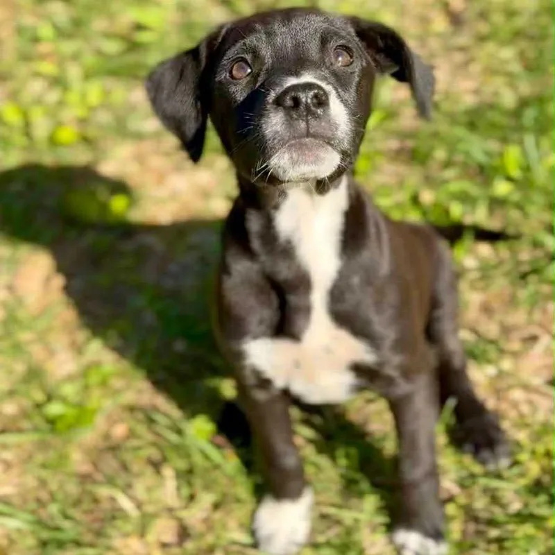 A baby small-sized female Black Mixed Breed dog named Gin Fizz for adoption in Mentor, OH