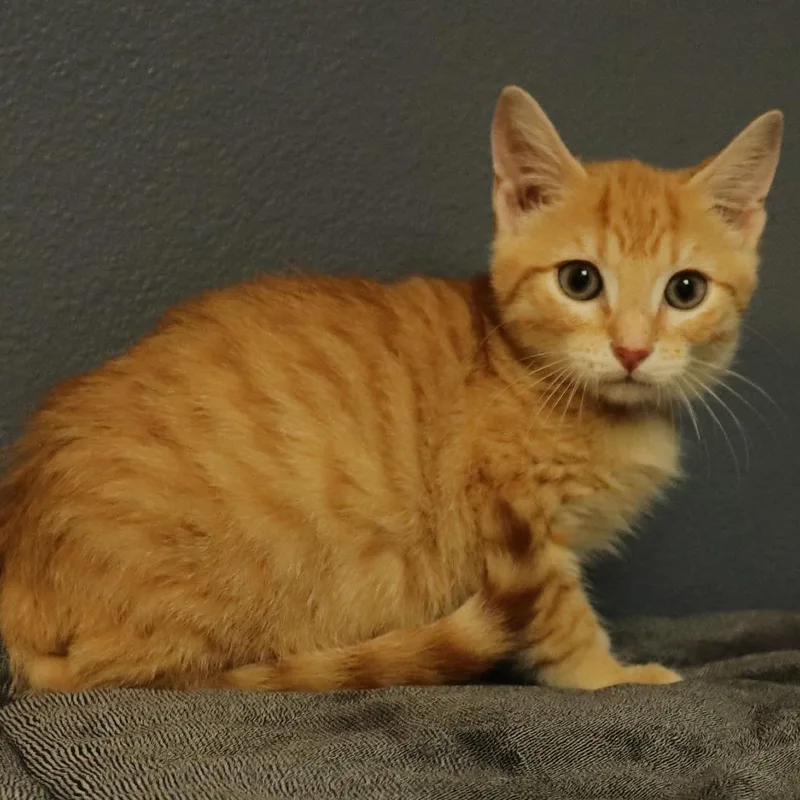 A baby small-sized male Orange / Red Domestic Short Hair cat named Tiles for adoption in Lakeland, FL