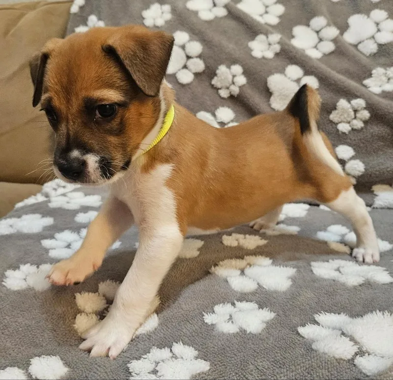 A baby medium-sized female Tricolor (Brown, Black, & White) Boxer dog named Nova for adoption in Galt, CA