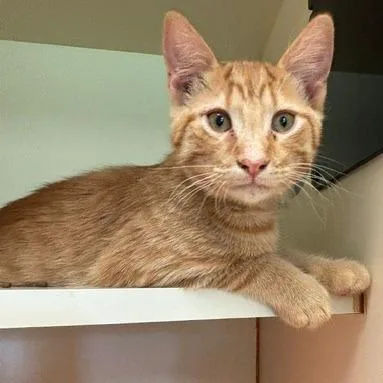 A baby medium-sized male Orange / Red Domestic Short Hair cat named Simba for adoption in South Elgin, IL