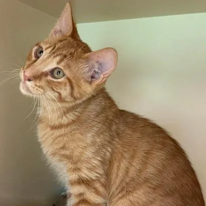 Simba thumbnail 3