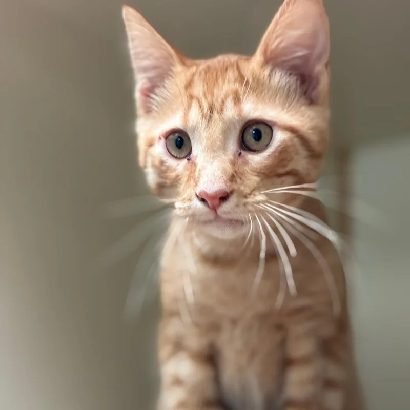 Simba thumbnail 4