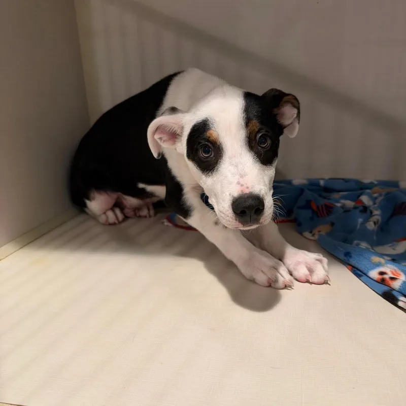 A baby small-sized male White / Cream Mixed Breed dog named Casper for adoption in Port Charlotte, FL
